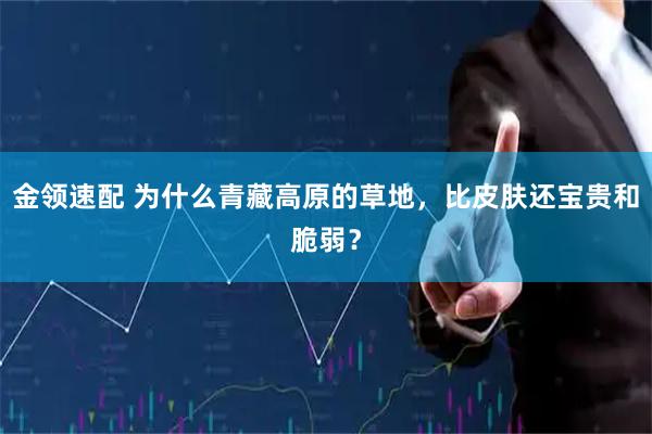 金领速配 为什么青藏高原的草地，比皮肤还宝贵和脆弱？